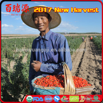 Hand selecting Ningxia wolfberry goji berry sweets dried fruits